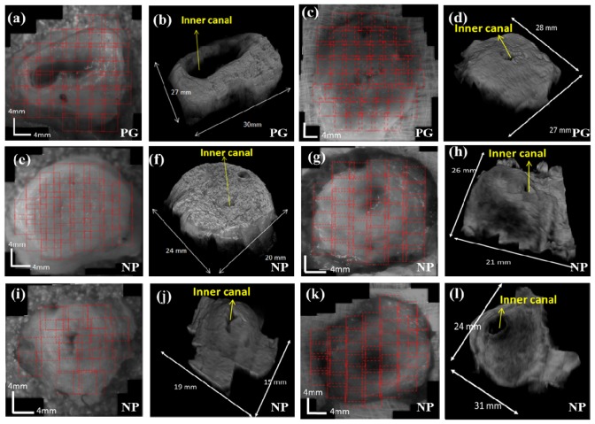 Fig. 8