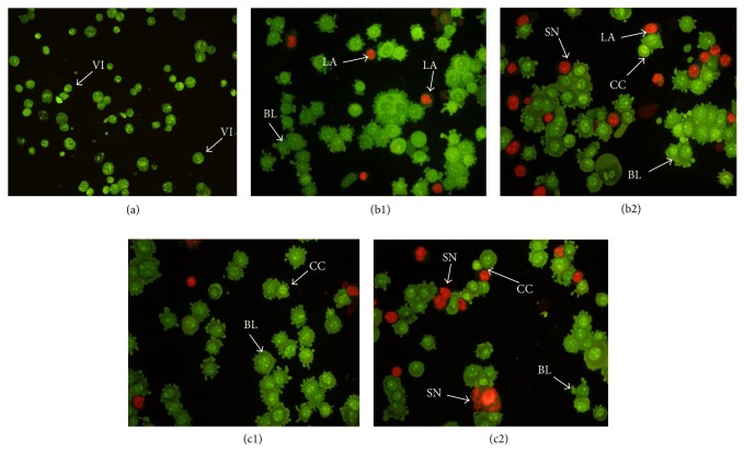 Figure 11