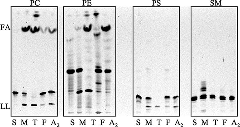 FIG. 5.