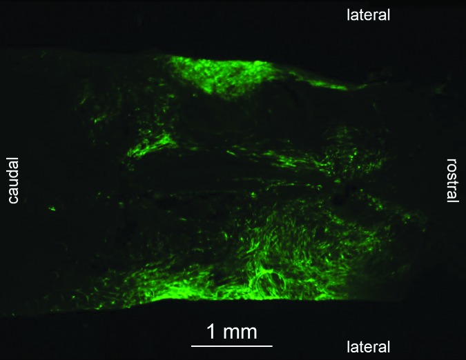 FIG. 8.