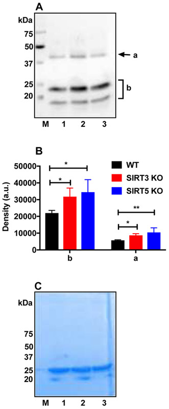 Figure 6: