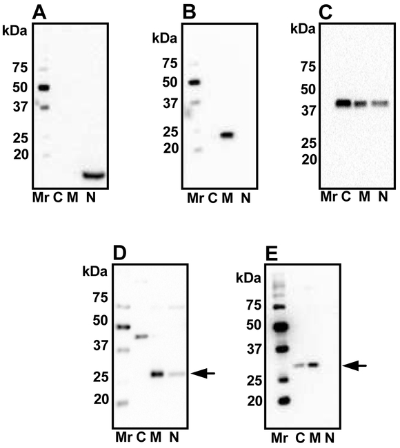 Figure 2: