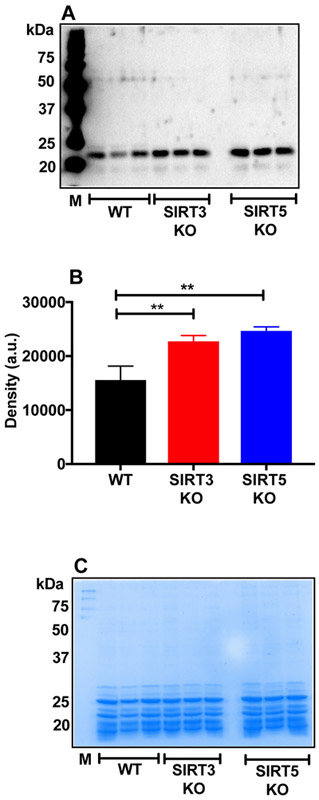 Figure 4: