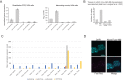 Figure 5—figure supplement 1.