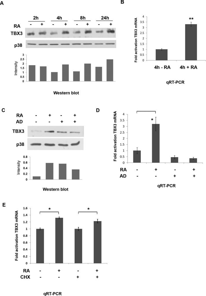 FIGURE 1: