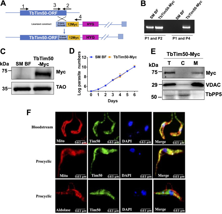 FIG 2