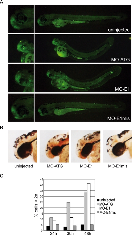 FIGURE 4.