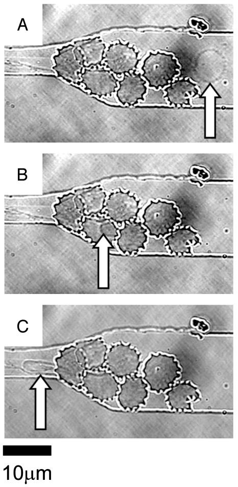 Fig. 5.