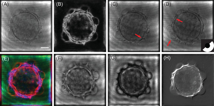 FIGURE 3