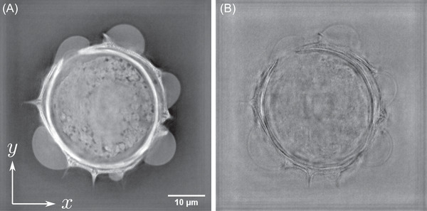 FIGURE 2