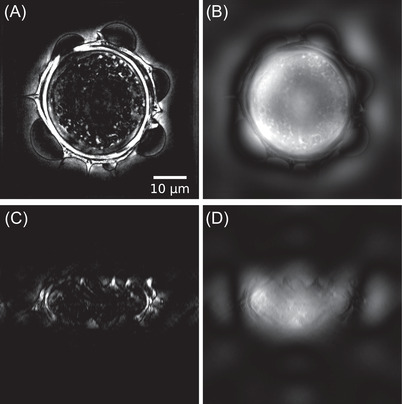 FIGURE 11