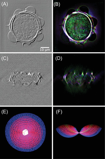 FIGURE 12