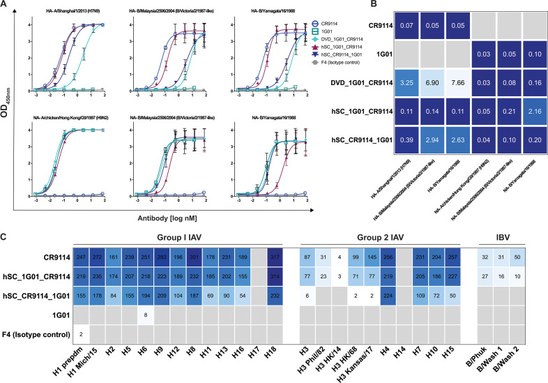 ELISA curves with antibody binding to HA and NA antigens; EC50 values for each antibody; and reactivity of antibodies against various influenza virus strains are featured.