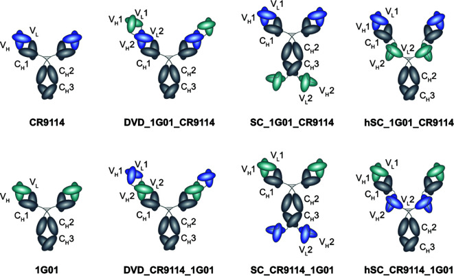 Schematics of bispecific antibody designs, DVD, scFv-Ig, and hscFv-Ig, with Fvs from antibodies CR9114 and 1G01 in different orientations are featured.