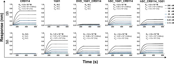 Multiple binding curves from biolayer interferometry represent different antibodies, mAb and bsAb concentrations binding to HA or NA antigens, with values of the kinetic parameters featured.