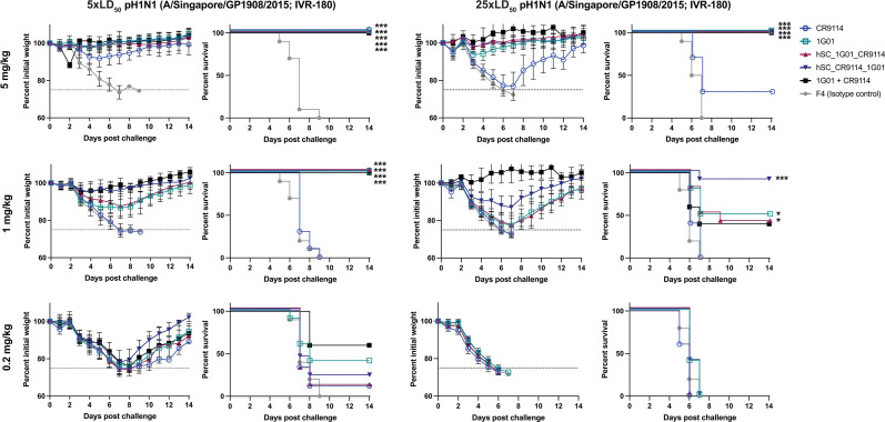 Survival curves, time versus percent survival, feature the effect of different antibody treatments, mAb, bsAb, and control, on mouse survival after infection with influenza virus at two challenge doses, 5x and 25x LD50.