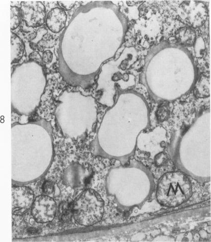 Fig. 8