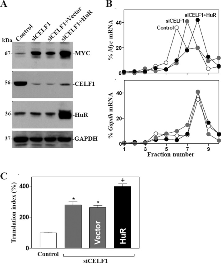 FIGURE 6: