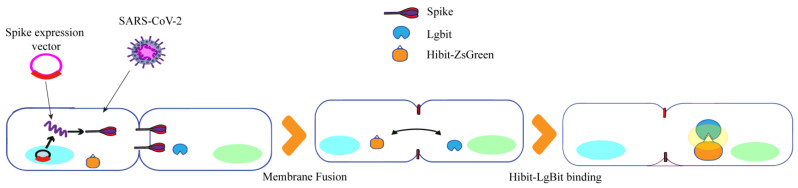 Figure 7