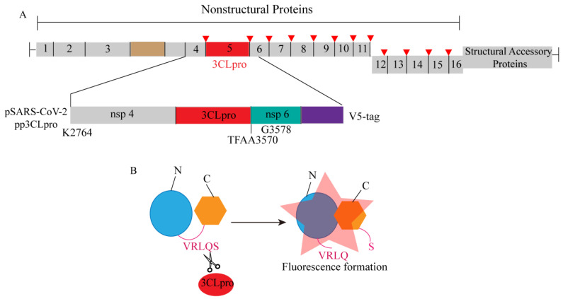 Figure 12