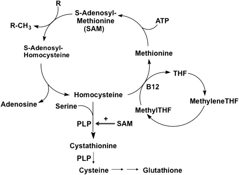 FIGURE 1.