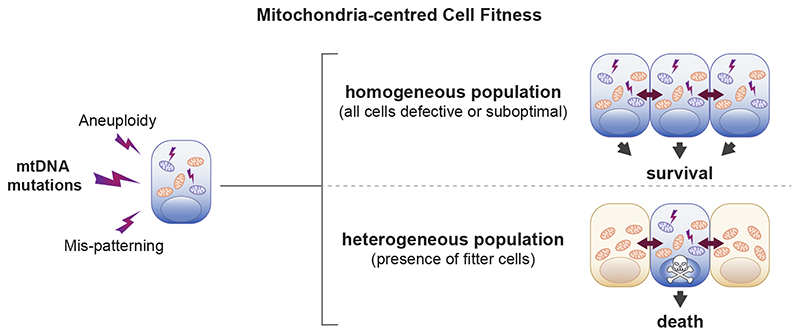 Fig. 8