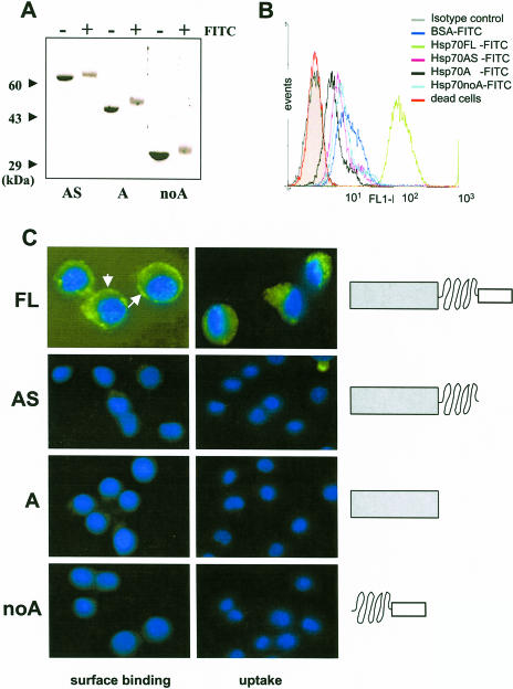 Fig 3.