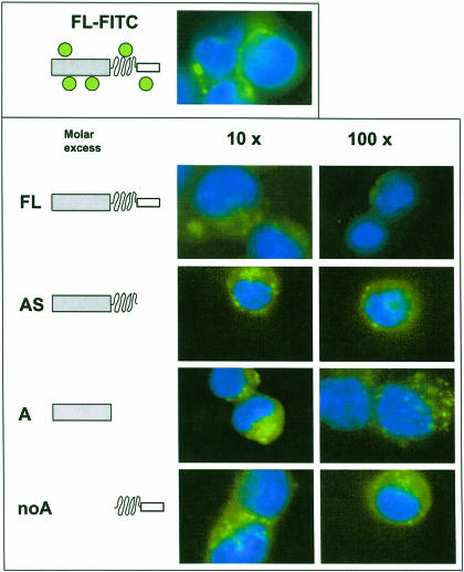 Fig 4.