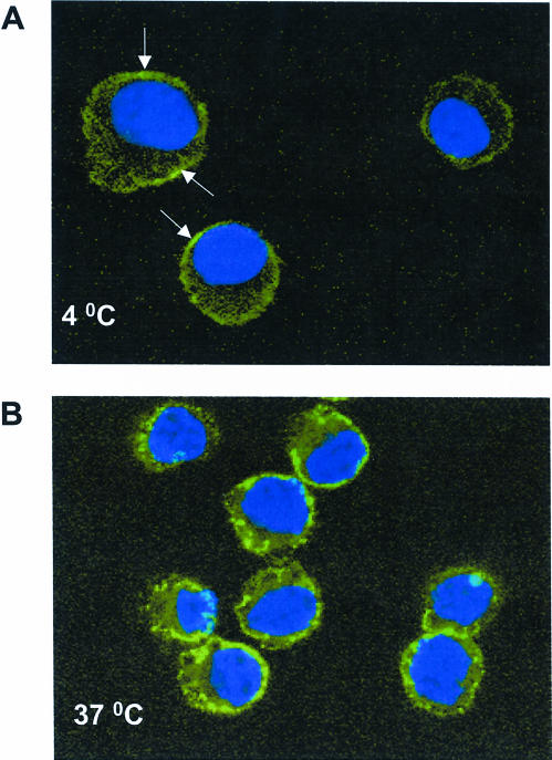 Fig 2.