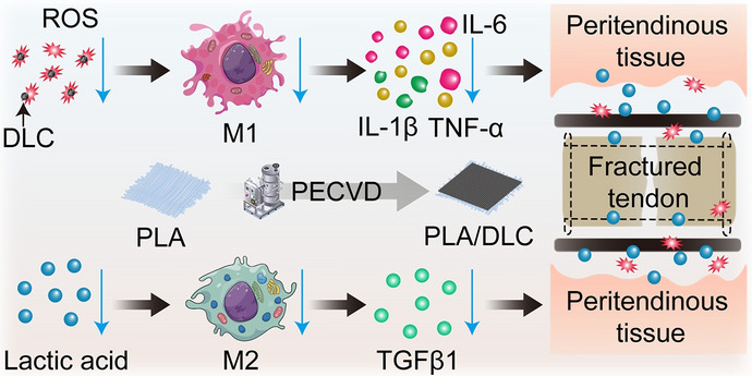 graphic file with name 40820_2024_1392_Figa_HTML.jpg