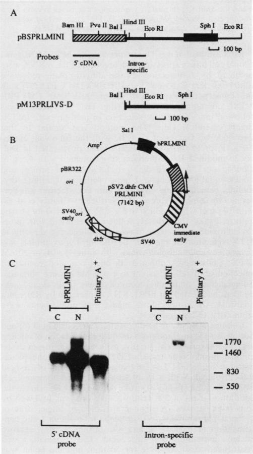 graphic file with name molcellb00045-0029-a.jpg