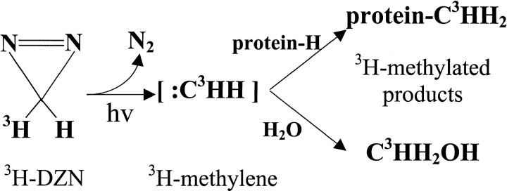 Scheme 2.