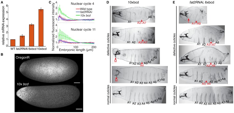 Figure 3—figure supplement 1.