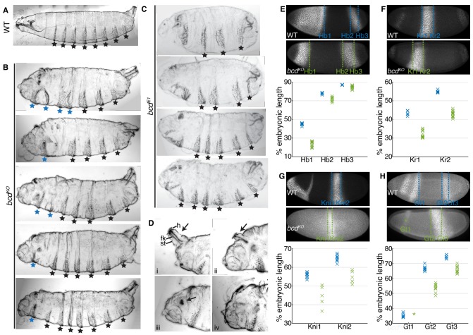 Figure 5—figure supplement 1.