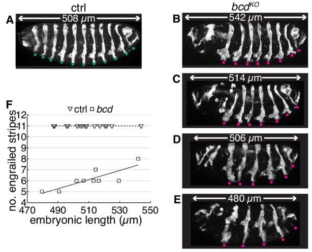 Figure 5—figure supplement 3.