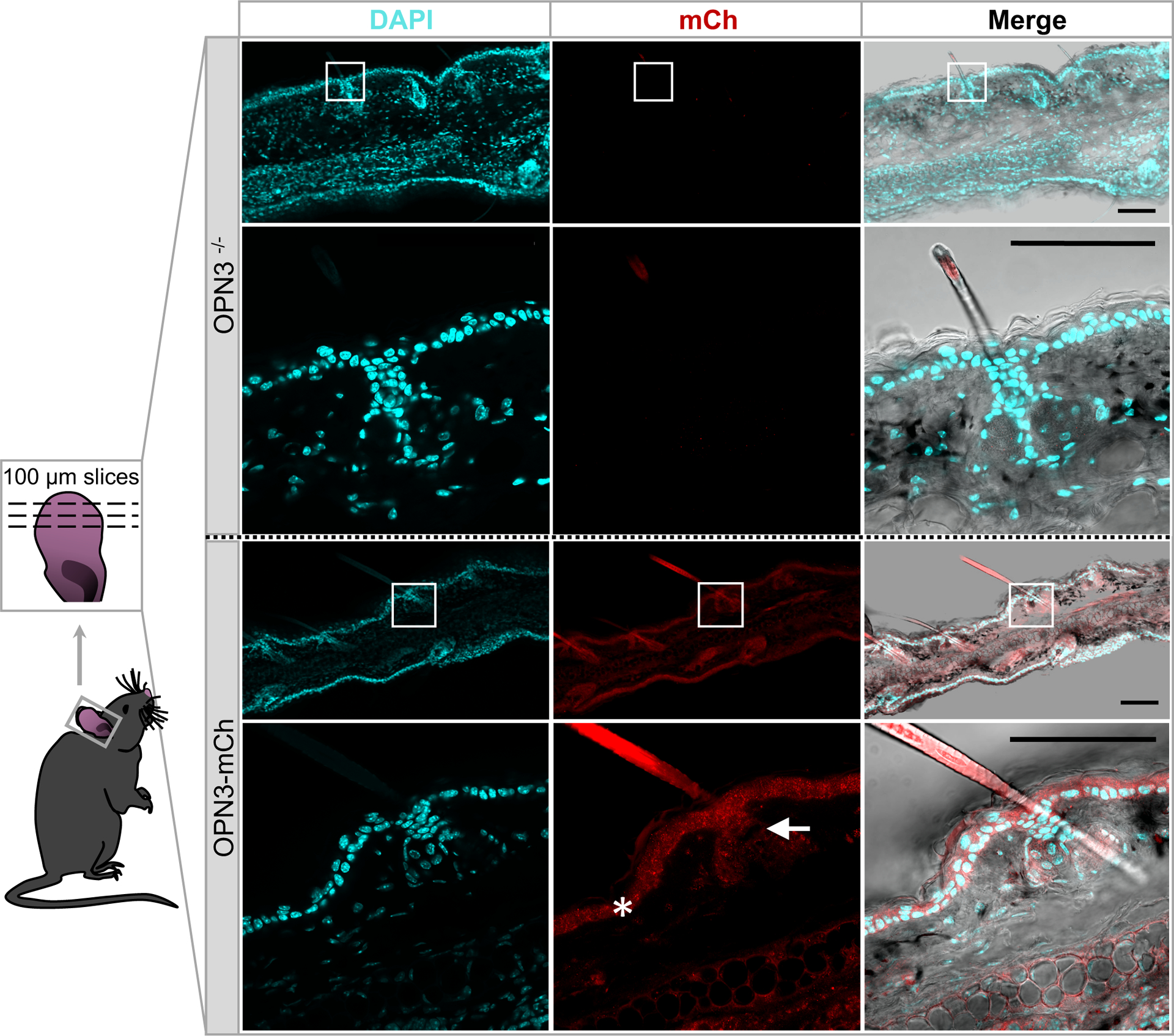 Figure 3: