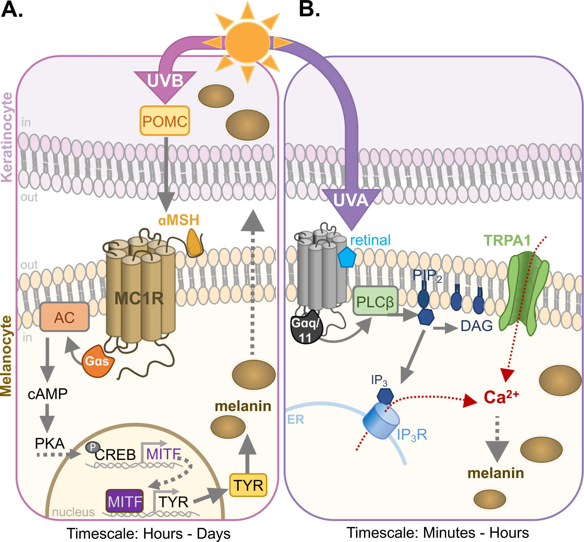 Figure 1: