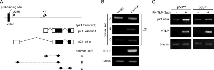 FIGURE 7.