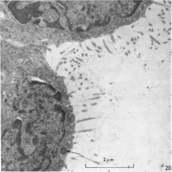 Fig. 20