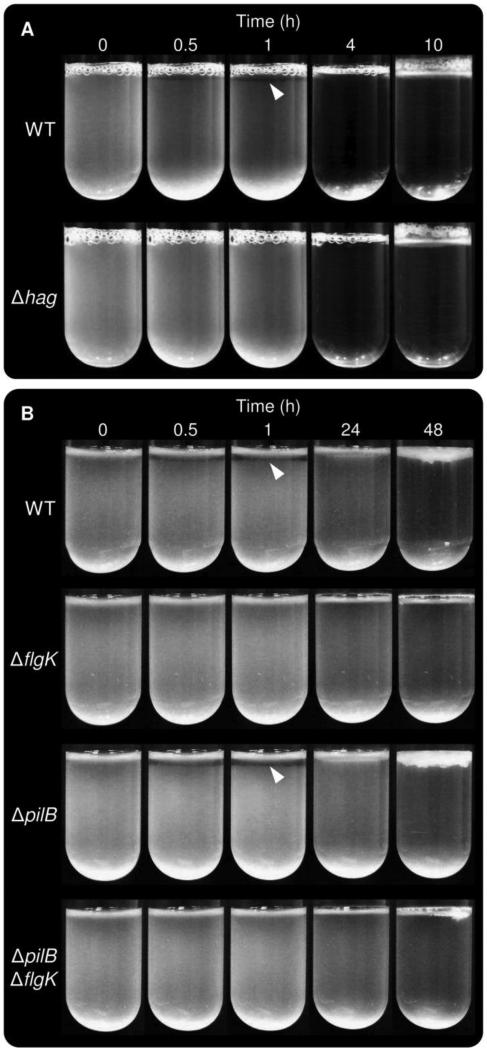 Fig. 7