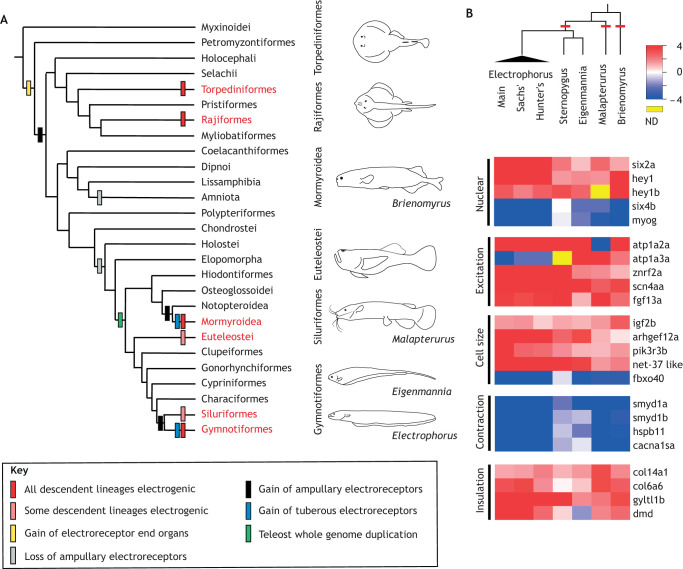 Fig. 1. ‘Deep convergence’ illustrated by electric fish. (A) Electric organs (EOs) have evolved six times in the history of vertebrates (red font). The evolutionary history of electroreceptors is also shown, highlighting the independent origin of tuberous electroreceptors, which detect high-frequency (short-duration) electric organ discharge (EOD) signals in weakly electric fish. (B) A recent analysis illustrates remarkably similar patterns of gene expression in orthologous genes between independently derived EOs. The heatmap indicates relative gene expression for functionally important categories: red represents genes that are highly expressed in EOs, blue represents genes that are highly expressed in skeletal muscle (SM). ND, no data available. Note the similarity between independently derived taxa (phylogeny, above). Figure adapted from Gallant et al. (2014a).