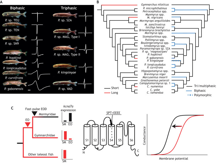 Fig. 2. ‘Shallow convergence’ illustrated by weakly electric fish. (A) A sympatric assemblage of weakly electric mormyrid fish from the Ivindo River (genus Paramormyrops). This genus exhibits high morphological similarity, but substantial diversity in EOD signals, particularly in the number of phases present in the EOD (all EODs on the left are biphasic, all EODs on the right are triphasic) as well as the duration. Scale bar: 1 ms. (B) The evolution of EOD duration (left, red and black) and number of phases (right, blue and black) is superimposed upon the most recent phylogenetic tree proposed by Sullivan et al. (2000). It is evident that there have been numerous transitions between long and short EOD waveforms as well as simple and complex EOD waveforms. (C) The duplicate genes kcna7a and kcna7b encode the Kv1.7 potassium channel, and both are ancestrally expressed in SM. kcna7a expression shifts to the EO at the transition between Gymnarchus and other mormyrid fish, along with a burst of molecular evolution. Specifically, the substitution of negatively charged amino acids at the S3–S4 linker (SPT>EEEE) causes a shift in Kv1.7 voltage sensitivity at more hyperpolarized potentials, leading to brief action potentials. A was adapted from Picq et al. (2019 preprint) and C from Swapna et al. (2018).