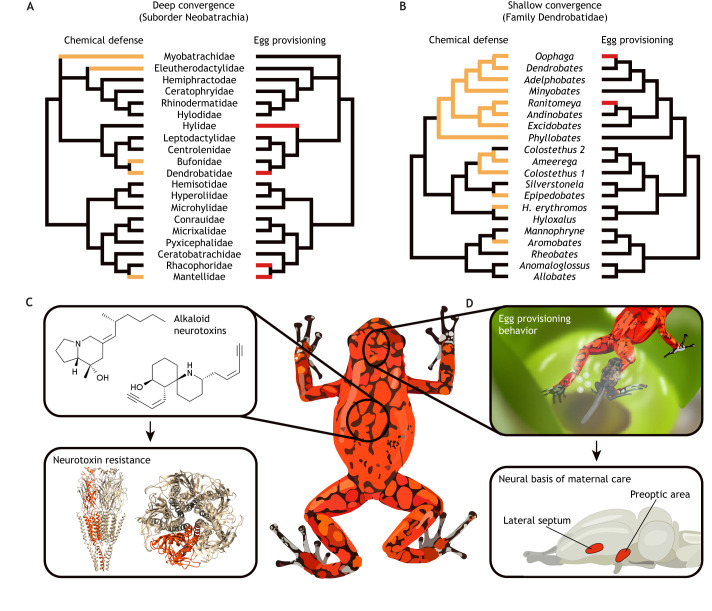 Fig. 3. Convergent evolution in chemical defenses and social behavior in poison frogs. (A) Frogs have evolved chemical defenses (orange families in left phylogeny) and maternal egg provisioning to tadpoles (red families in right phylogeny) several times independently; phylogeny adapted from Pyron (2014). (B) The family Dendrobatidae shows convergence in a number of traits, including the independent evolution of chemical defenses (orange genera in left phylogeny) and maternal egg provisioning to tadpoles (red genera in right phylogeny); phylogeny adapted from Santos et al. (2016). (C) Poison frogs sequester lipophilic alkaloids to their skin and many of these compounds target ion channels in the nervous system. Poison frogs have ion channel mutations that confer resistance to some neurotoxins. For example, dendrobatids have mutations in the beta subunit (shown in orange) of the nicotinic acetylcholine receptor (nAchR) that reduces sensitivity to epibatidine (Tarvin et al., 2017); shown is the structure of the human nAchR (Unwin, 2005). (D) Poison frogs also vary in parental behavior and have convergently evolved egg provisioning behavior, where mothers feed developing tadpoles with nutritive unfertilized eggs. Neural activity in the lateral septum and preoptic area is correlated with this nursing behavior, although the activation of oxytocin neurons differs between independent evolutionary origins (Fischer et al., 2019).