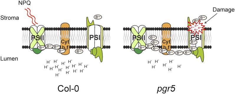 Figure 9.