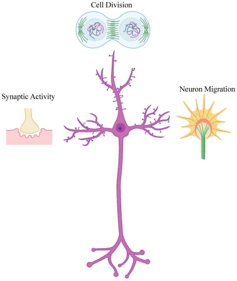 Figure 1.