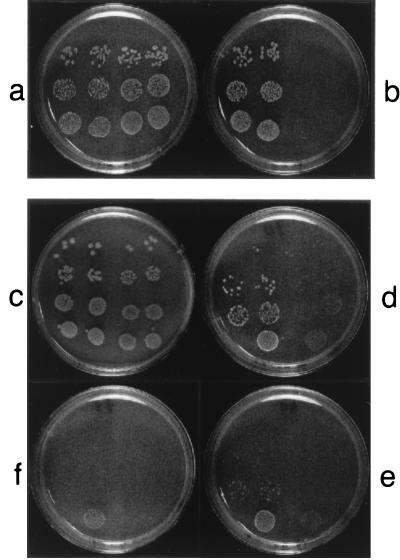 FIG. 6