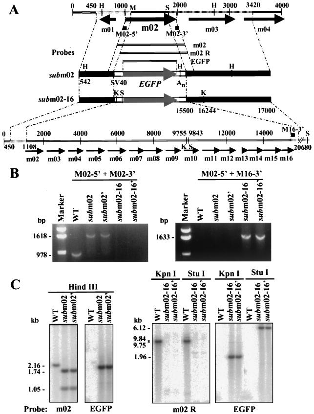 FIG. 2.