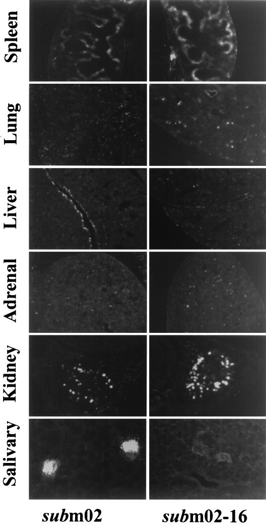 FIG. 5.