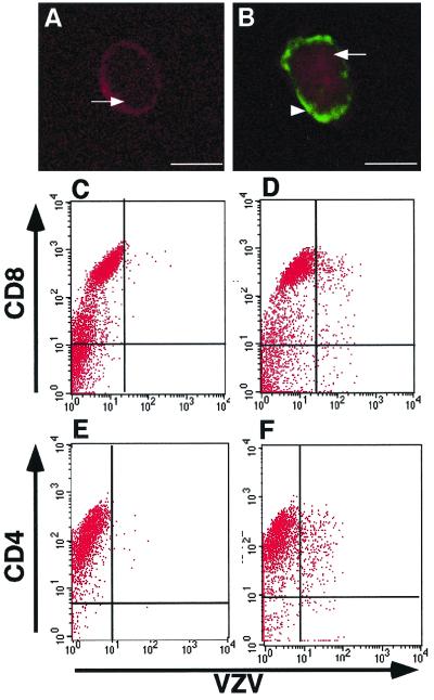 FIG. 7