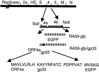 FIG. 1.